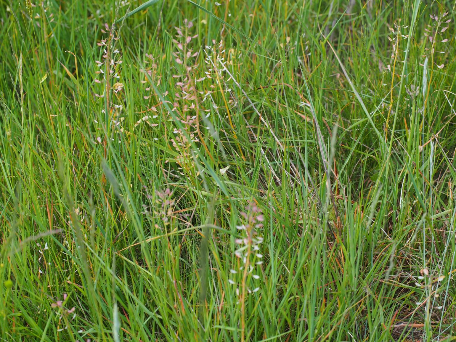 Tabouret, (Short-petalled)